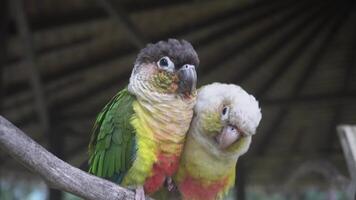 Two Colorful Parrots Cuddling on Branch with Tropical Background video