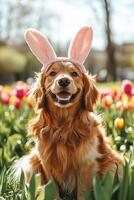 A dog wearing bunny ears and smiling in a field of tulips photo