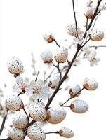A branch with white eggs on it photo