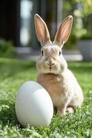 A rabbit sitting on the grass with an egg photo