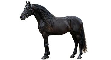 Horses in Agribusiness Showcasing Realistic Farm Work photo