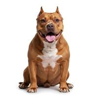 The Heart of a Puppy High Quality Portraits photo