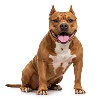 Tiny Pups Big Personalities High Quality Photo Series