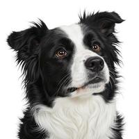 Pet Puppy Paradise High Quality Breed Spotlights photo
