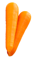 Two fresh orange carrot roots in vertical heap isolated with clipping path in file format png