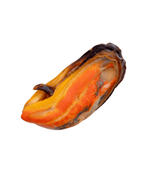 lado ver de soltero cocido verde mejillones en rojo carne sin cáscara aislado con recorte camino en archivo formato png