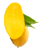 Yellow mango fruit and half with green leaves and water droplets in stack isolated with clipping path in file format png