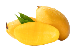 Two ripe yellow mango fruits and half with green leaves and water droplets in stack isolated with clipping path in file format png
