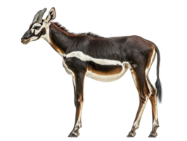 Okapi Side View isolated on transparent background png