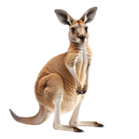 Red kangaroo standing isolated on transparent background png