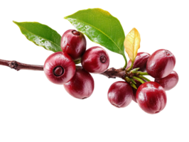 Red Coffee beans on a tree branch isolated on a transparent background png