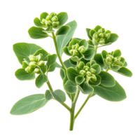 Royal Euphorbia Plant Image isolated on transparent background png