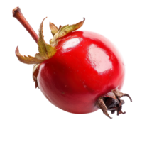 Rose hip isolated on transparent background png
