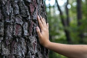 A person's hand is touching a tree trunk photo