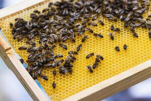 Bees in a beehive on a wooden frame photo