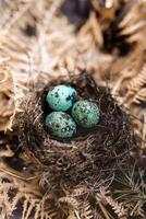 A nest with three eggs in it photo