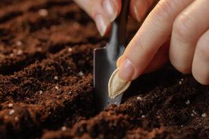 A close-up of a hand planting a pumpkin seed in rich, fertile soil using a small shovel. The focus is on the seed and the texture of the soil, highlighting the gardening process. photo