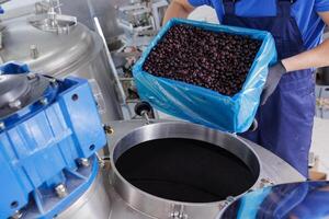 Worker pouring fresh berries into an industrial food processing machine, modern factory production of juice, jam, or extract in a hygienic facility. photo