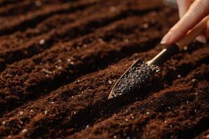 A close-up of a hand using a small shovel to plant black cumin seeds into freshly tilled soil, neat rows prepared for sowing in the warm sunlight. photo