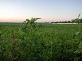 Green foliage in open farmland during dusk with a colorful sky and distant structures silhouetted against the horizon photo