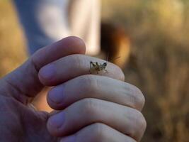 Close look at a grasshopper held between fingers during a sunny day in a grassy field filled with wildflowers and natural light in late afternoon photo