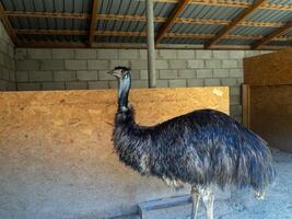 Large flightless bird stands in a rustic barn environment observing its surroundings during daylight hours near a farm photo