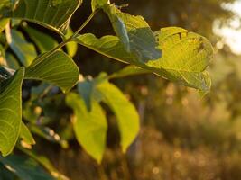 Golden hour casts a warm glow as sunlight gently filters through the vibrant green leaves creating a serene atmosphere in this beautiful natural setting photo