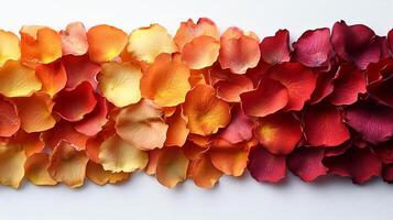 Colorful array of rose petals arranged in a gradient display on a white surface for decoration or artistic projects photo