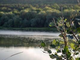 Tranquil river landscape at sunset with lush foliage reflecting on calm water in a serene natural setting photo