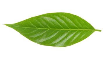 Close-Up of a Vibrant Green Leaf Isolated on White Background 2 photo