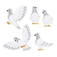 White doves flapping wings and standing still in different positions vector