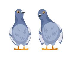 Two cute pigeons standing and looking in different directions vector