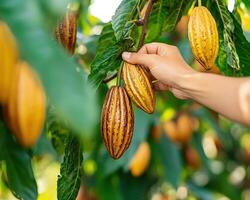 Close up of hand touching ripened cocoa pods on tree branches, showcasing vibrant colors and textures of cocoa fruit photo