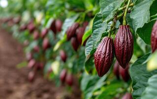 Cacao pods hanging from lush green leaves in plantation, showcasing rich colors of harvest. This captures essence of ethical cacao production photo
