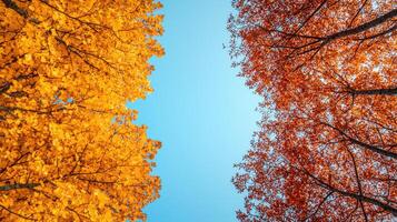 Vibrant autumn trees display stunning contrast of yellow and orange leaves against clear blue sky, creating picturesque scene that evokes sense of tranquility and beauty photo