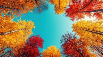 Vibrant autumn forest with colorful leaves in shades of yellow, orange, and red, framed by clear blue sky, creating serene and uplifting atmosphere photo