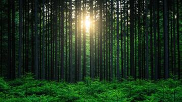 serene forest scene with tall trees and sunlight filtering through dense foliage, creating peaceful atmosphere. vibrant green undergrowth adds to natural beauty of this tranquil setting photo
