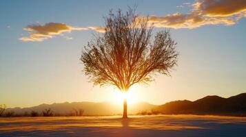 solitary tree silhouetted against stunning sunset over dunes, creating serene atmosphere photo