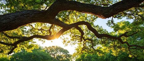 Ancient trees with twisting branches create serene canopy, illuminated by sunlight photo