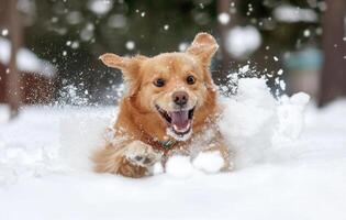 A dog running through the snow photo