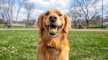 happy dog with goofy expression holds ball in its mouth while playing fetch in park photo