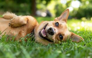 A dog laying on the grass with its tongue out photo
