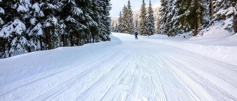 Skiing on pristine snow covered trail surrounded by tall evergreen trees photo