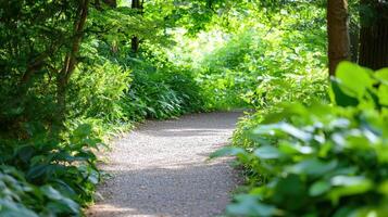 serene forest path winding through lush greenery invites exploration and tranquility photo