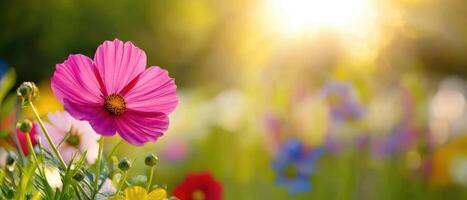 Cosmos flowers in the sun photo