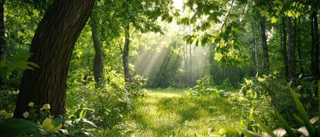 serene forest scene with sunlight filtering through lush green leaves, creating peaceful atmosphere photo