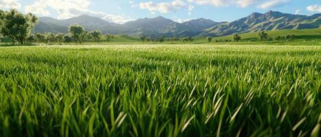 lush green field under bright sky with mountains in background evokes sense of tranquility and natural beauty photo