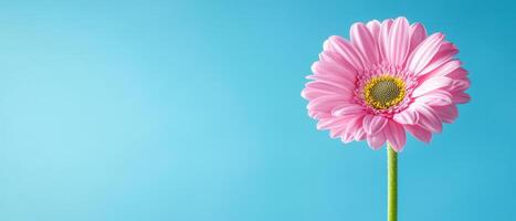 A single pink gerbera flower on a blue background photo