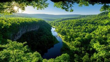 serene forested canyon with river flowing through lush greenery, creating peaceful landscape photo