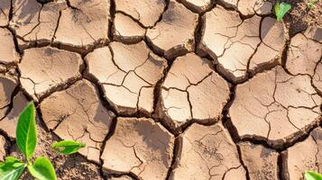 The dry ground of a field with plants growing photo